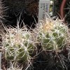 Copiapoa_solaris_2